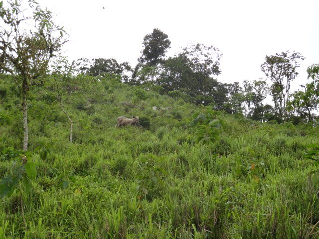 Producción